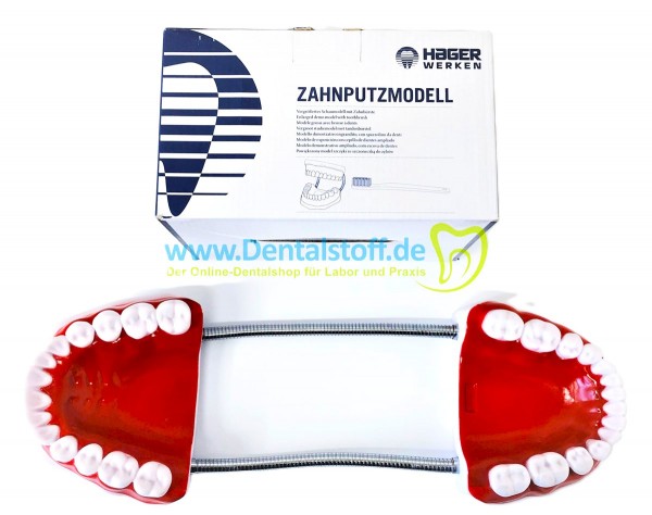 Zahnputzmodell mit Zahnbürste